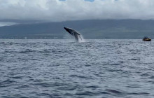The Magic Merman Snorkel Charters9