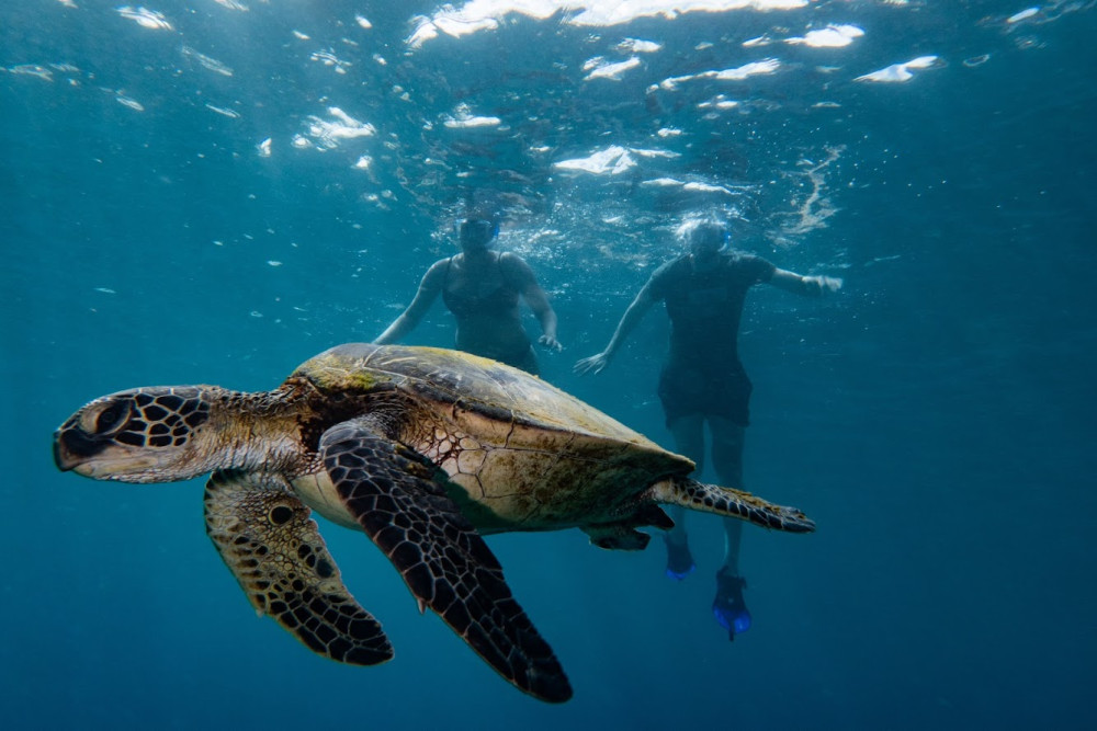 The Magic Merman Snorkel Charters
