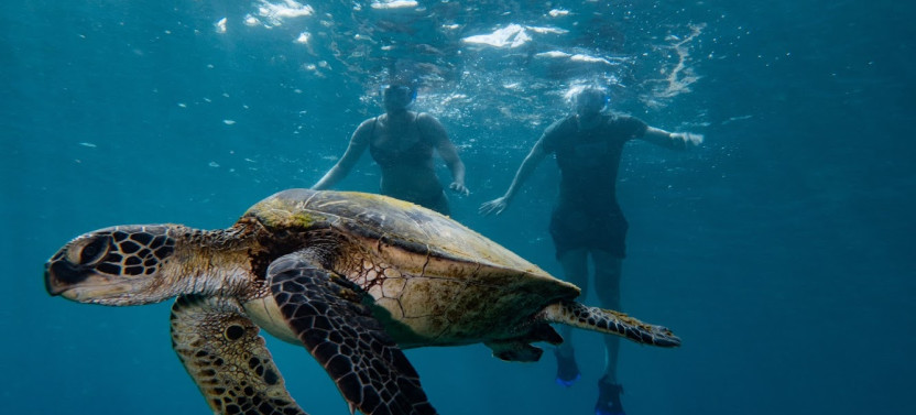 Personalized Snorkeling Adventure Private Charter