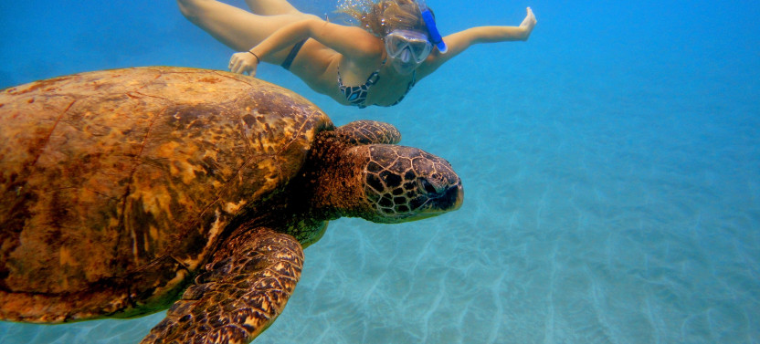 Personalized Snorkeling Adventure Private Charter