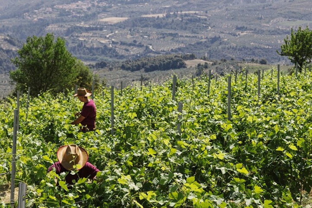 The Best Winery & Tasting Tour in Nemea by minibus