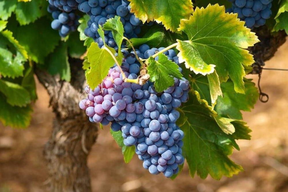 The Best Winery & Tasting Tour in Nemea by minivan