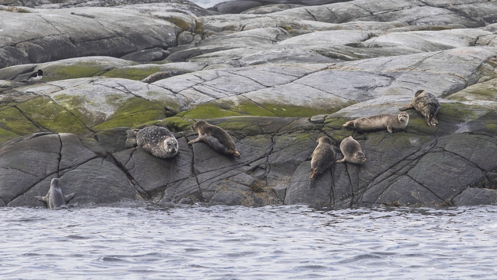 RIB - Wildlife Safari from Ålesund