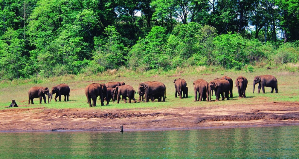 7-Day Private Kerala Tour with Munnar, Periyar, and Alleppey Houseboat