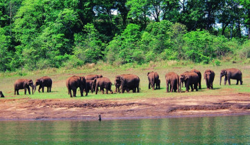 A picture of 7-Day Private Kerala Tour with Munnar, Periyar, and Alleppey Houseboat