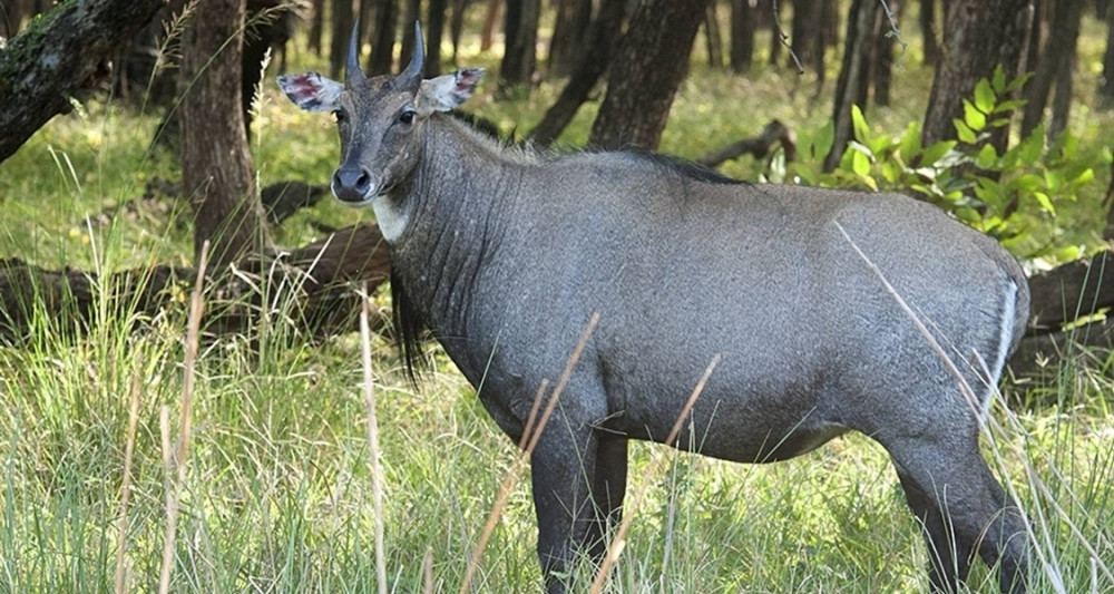 10-Day Private Golden Triangle Tour with Ranthambore Safari and Varanasi