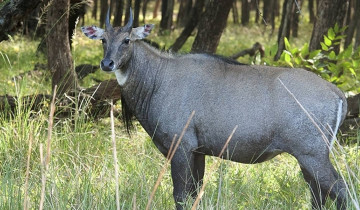 A picture of 10-Day Private Golden Triangle Tour with Ranthambore Safari and Varanasi