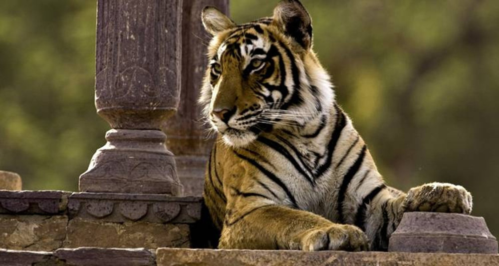 8 Days Golden Triangle Excursion with Ranthambore Wildlife Safari