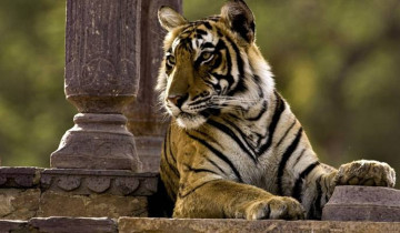 A picture of 8 Days Golden Triangle Excursion with Ranthambore Wildlife Safari