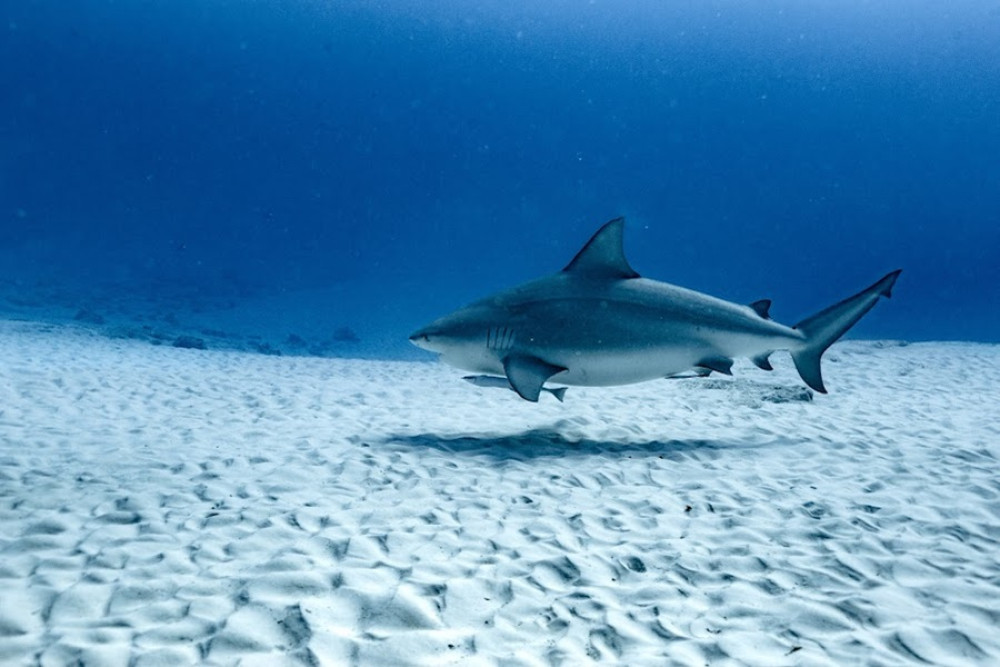 Bull Shark Dive Machine Experience in Playa del Carmen (For Certificates)