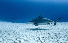 The Dive Machine1