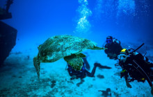The Dive Machine1