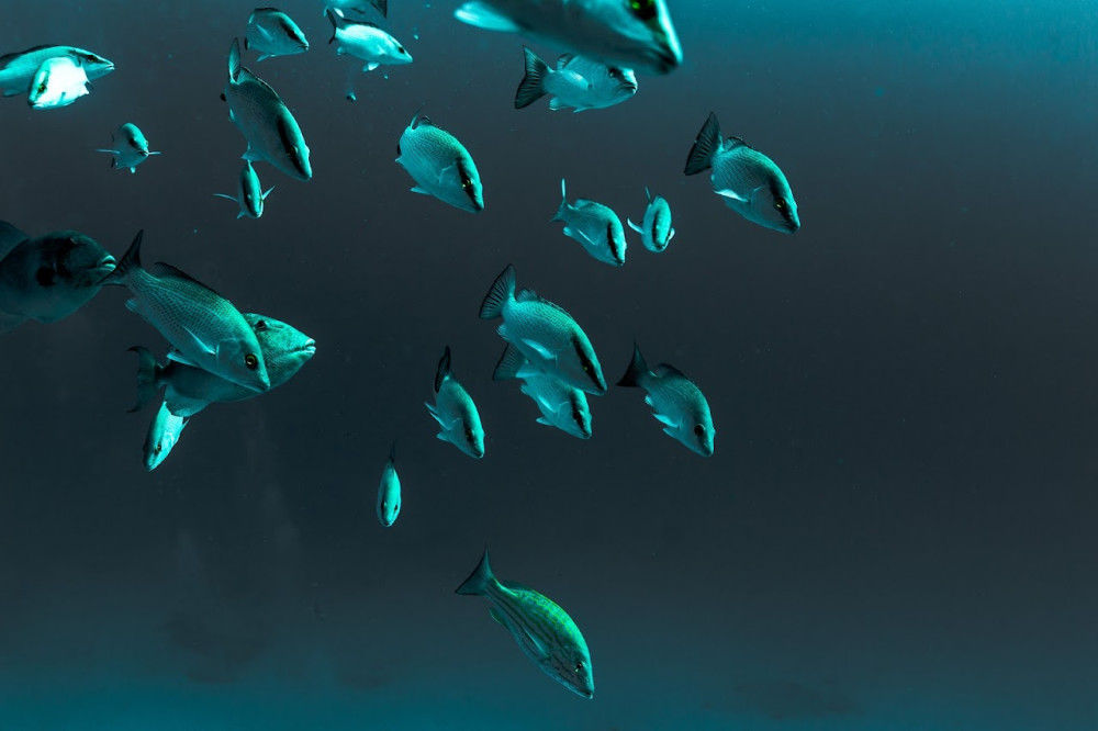 Wreck Dive in Playa del Carmen: Exclusive Dive for Certified Divers