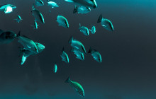 The Dive Machine1