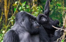 7- Day Rwanda Gorillas & Chimps Trekking Safari