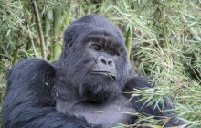 7- Day Rwanda Gorillas & Chimps Trekking Safari