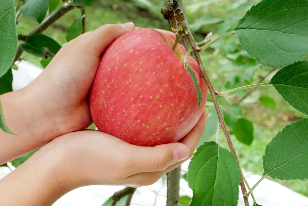 1-Day Nagano Tour with Seasonal Fruit Picking and Family Activities