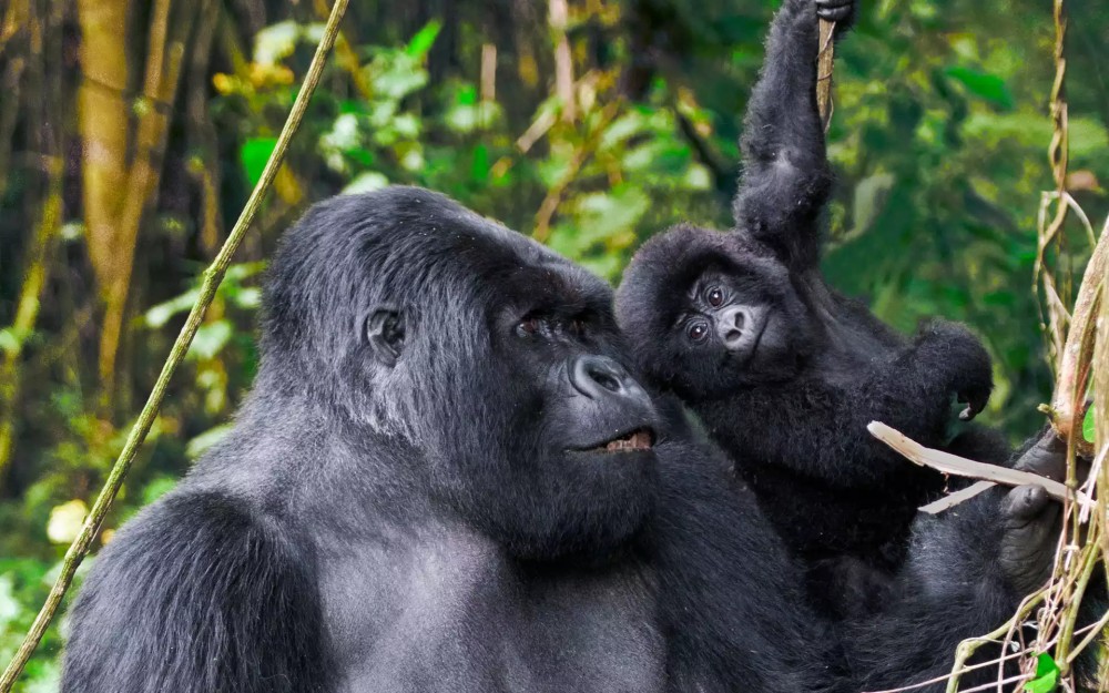 7 Day Uganda Gorillas, Chimps , Big 5 & Big Cats Safari