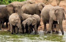 7 Day Uganda Gorillas, Chimps , Big 5 & Big Cats Safari