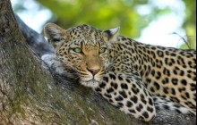 7 Day Uganda Gorillas, Chimps , Big 5 & Big Cats Safari