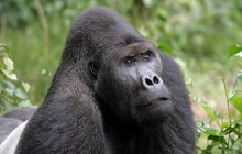7 Day Uganda Gorillas, Chimps , Big 5 & Big Cats Safari
