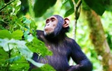 7 Day Uganda Gorillas, Chimps , Big 5 & Big Cats Safari
