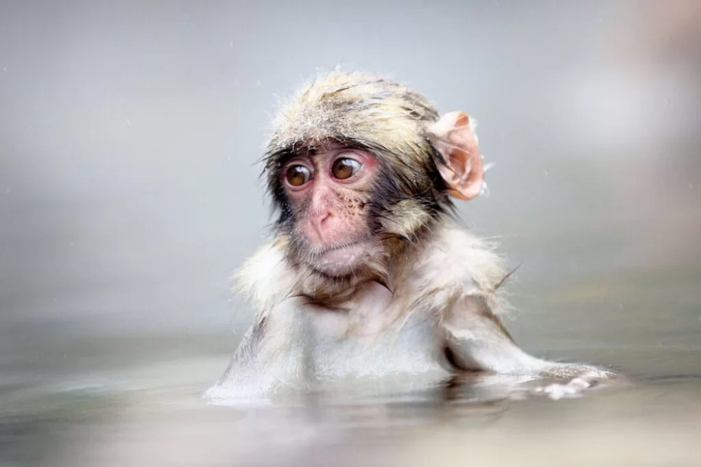 Private Snow Monkey Tour from Karuizawa: Obuse and Zenko-ji Temple