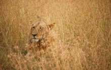 6-Day Murchison Falls, Kidepo Np Big 5 & Big Cats Safari