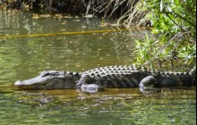 6-Day Murchison Falls, Kidepo Np Big 5 & Big Cats Safari
