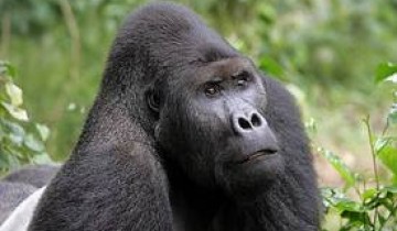 A picture of 4 Day Rwanda Gorilla Trekking, Big 5 & Big Cats Tour