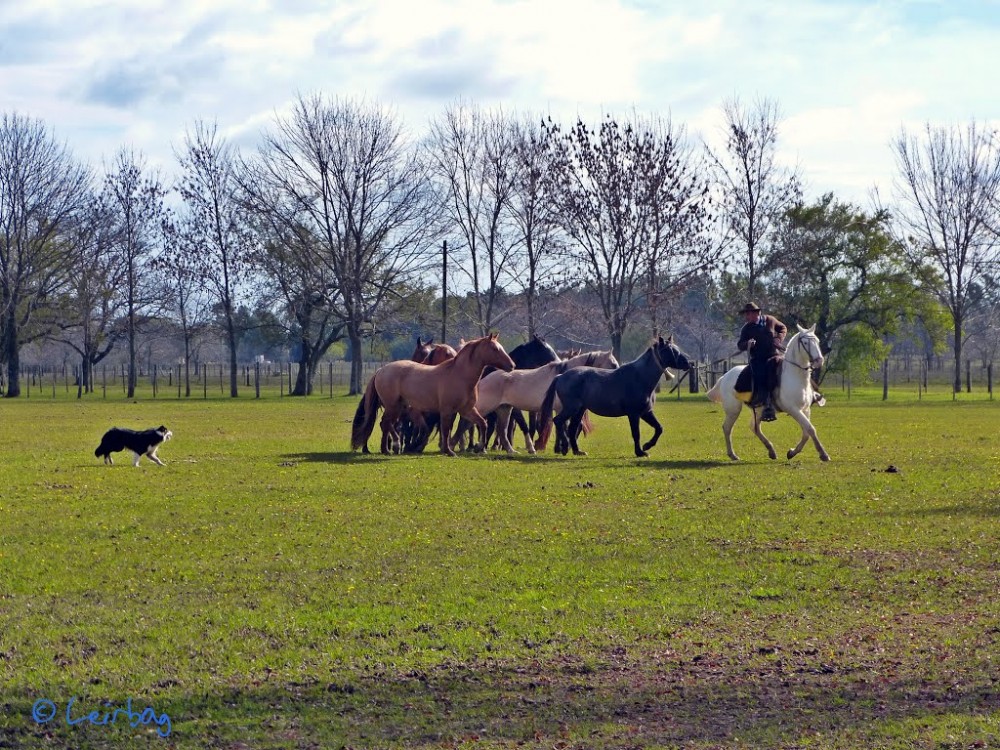 San Antonio De Areco And Lujan Day Trip From Buenos Aires