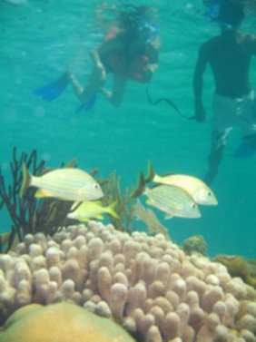Scuba Diving: Night Dives