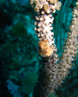 Scuba Diving: Night Dives