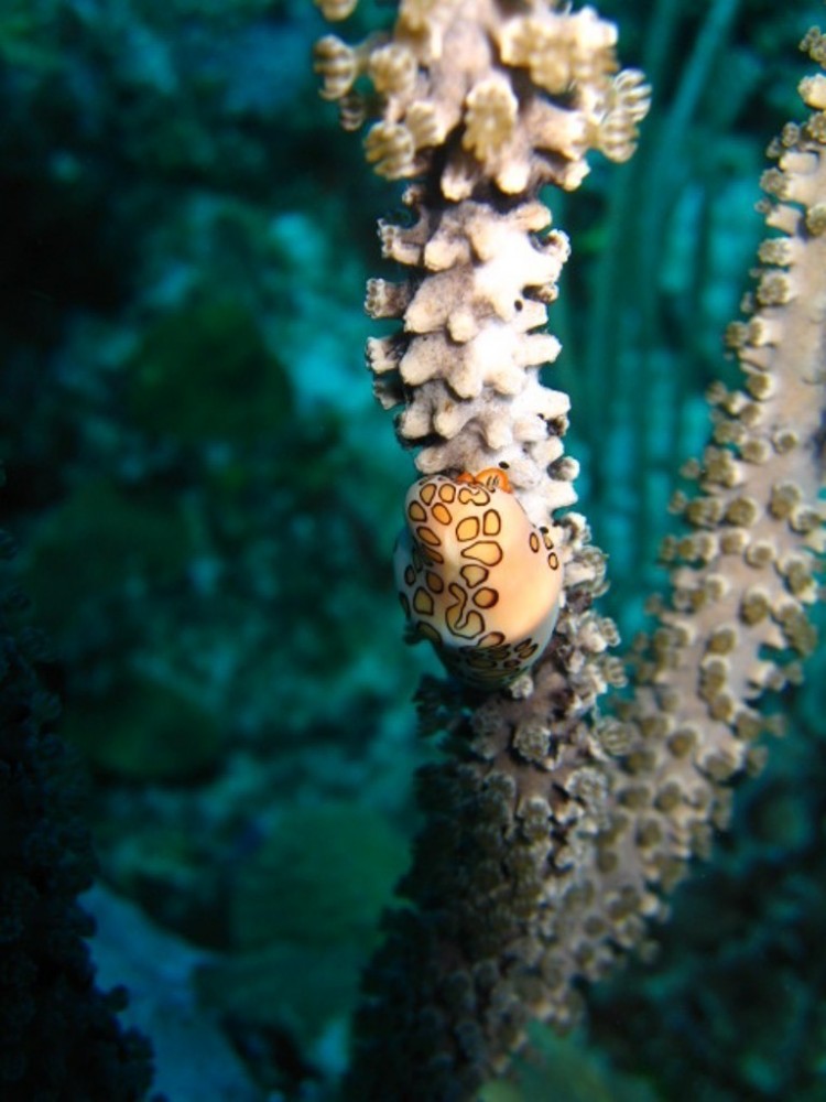 Belize Diving Adventures