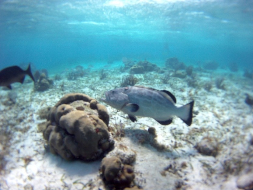 Blue Hole: Snorkel
