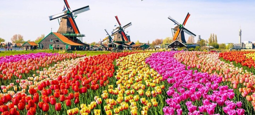 Dutch Countryside and Zaanse Schans Windmills Private Tour