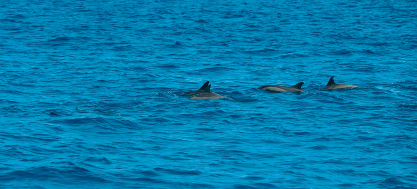 Traditional 3-Hour Boat Trip with Dolphins & Turtles in Fernando de Noronha