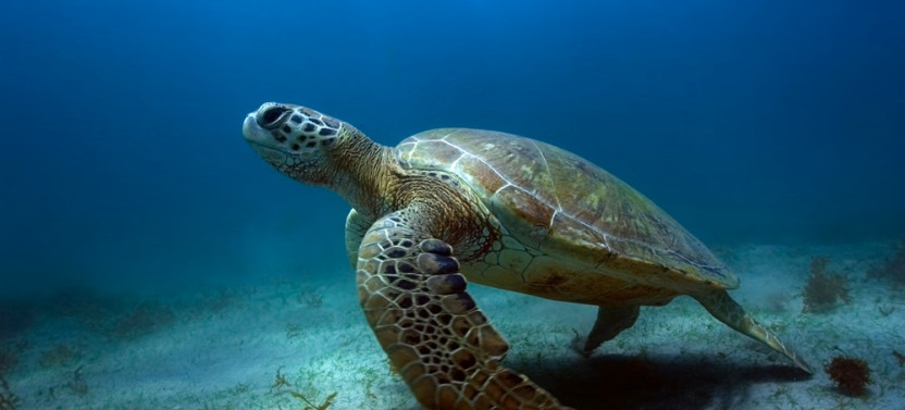 Traditional 3-Hour Boat Trip with Dolphins & Turtles in Fernando de Noronha