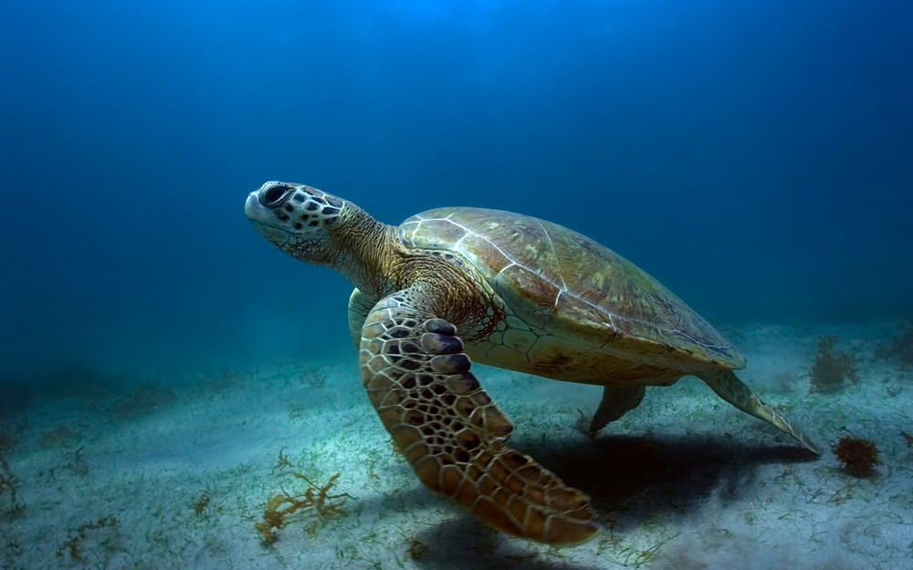 Traditional 3-Hour Boat Trip with Dolphins & Turtles in Fernando de Noronh