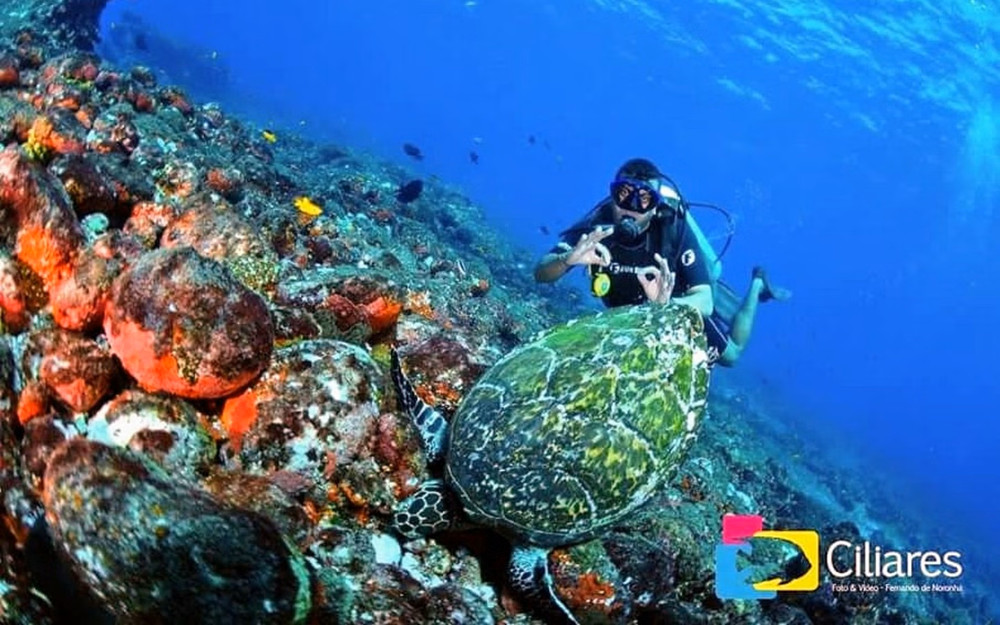Diving in Noronha with a Local Guide