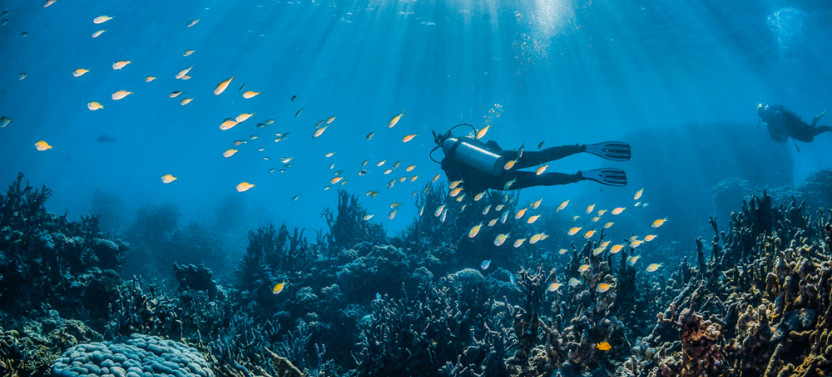 Diving in Noronha with a Local Guide