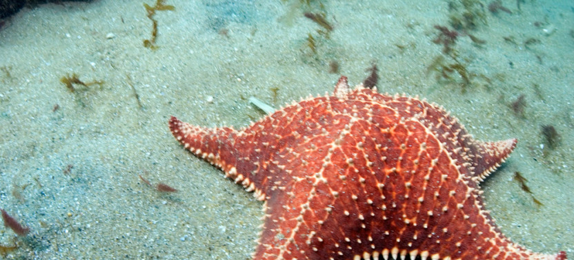 Diving in Angra dos Reis and Ilha Grande