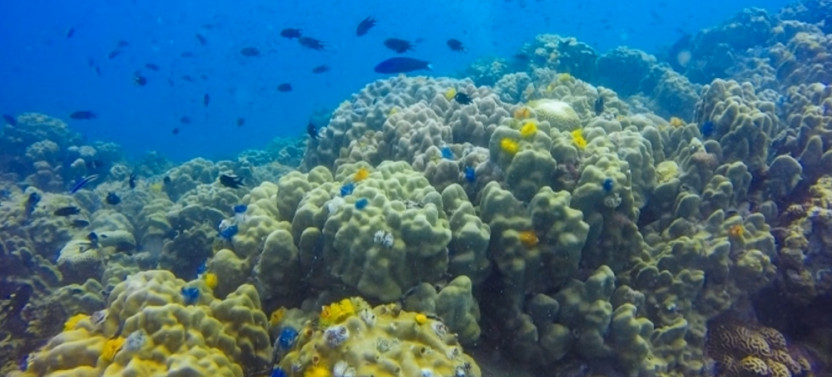 Diving in Angra dos Reis and Ilha Grande
