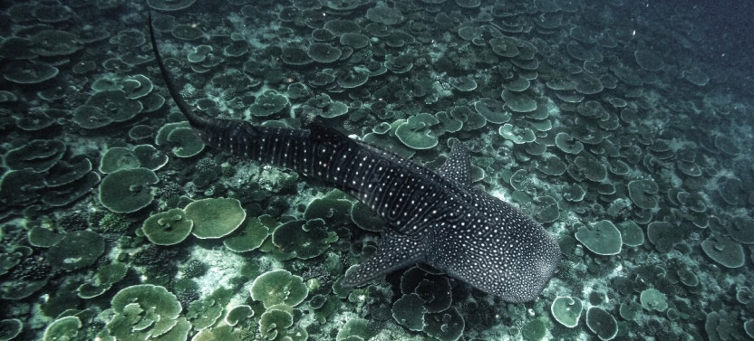 7- Night Baa Atoll Manta Snorkeling Adventure