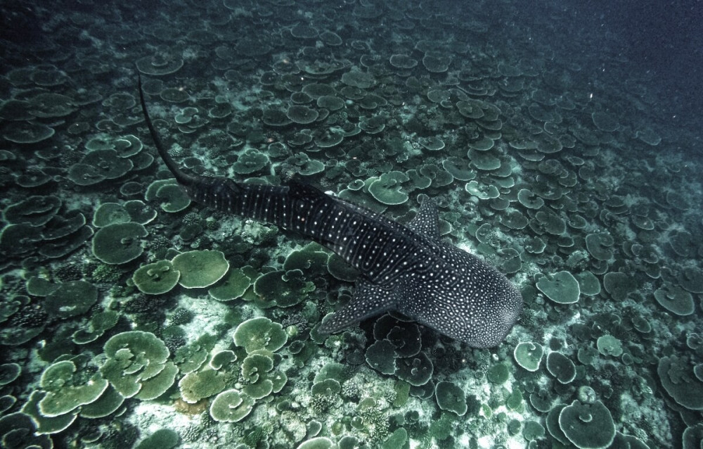 Secret Paradise Maldives