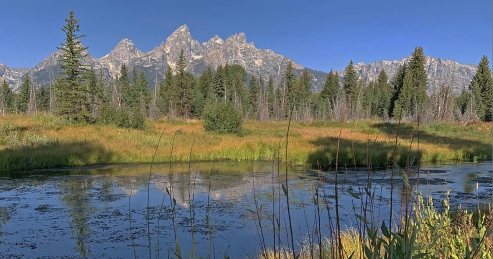 Private Full-Day Grand Teton Wildlife Safari and Biking Tour
