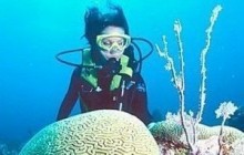 Diving the Southern Barrier Reef