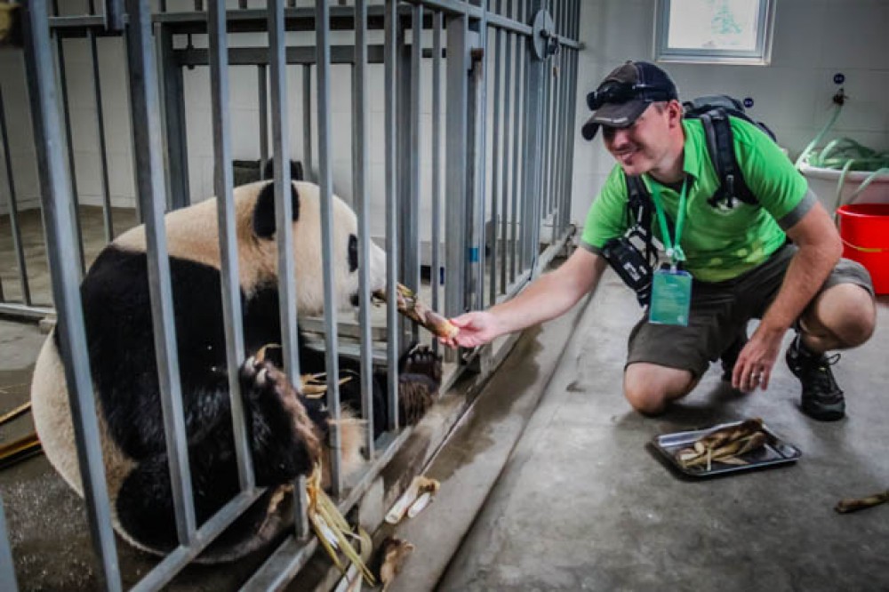 Giant Panda And Dujinagyan Irrigation Full Day Tour