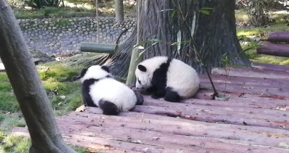 Giant Panda And Buddha Full Day Tour - Chengdu | Project Expedition