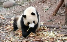 3-Day Chengdu Panda, Mt. Emei, Buddha, & Tea Plantation Tour